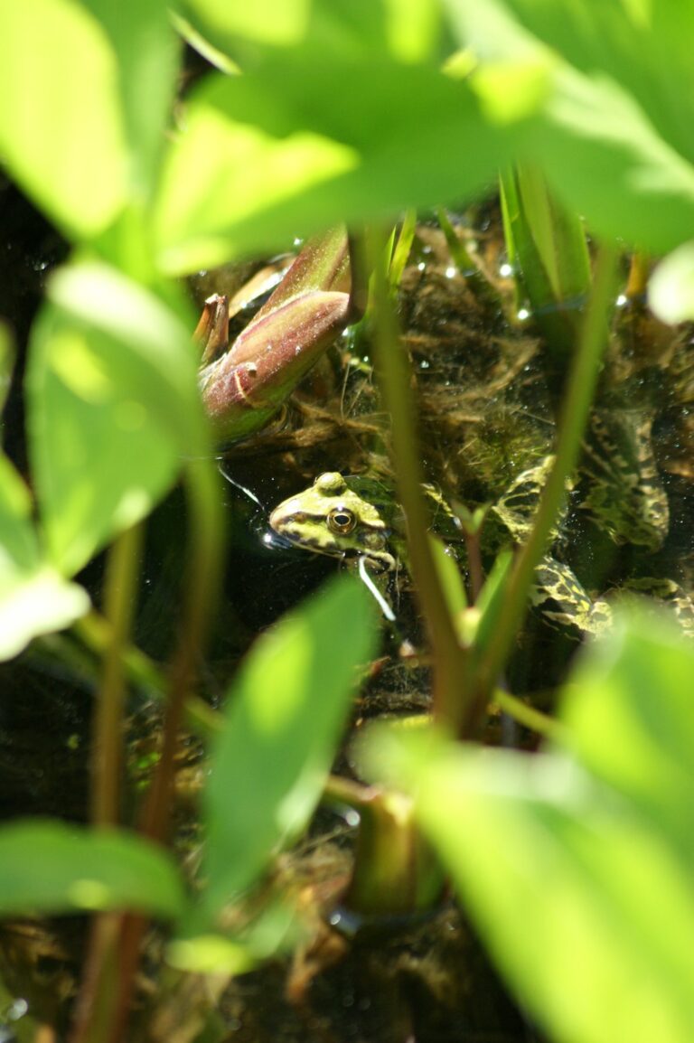 A person gently placing a small fish into a pond surrounded by aquatic plants and natural shorelines.