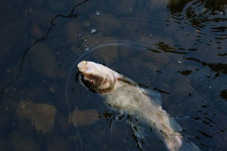 A person gently releasing bluegill fish into a small, clear backyard pond surrounded by green plants.