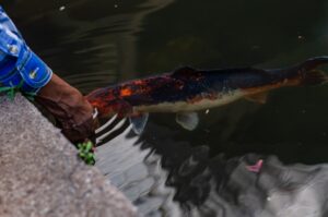 A person releasing a bucket of small fish into a calm, tree-lined pond with natural shoreline.