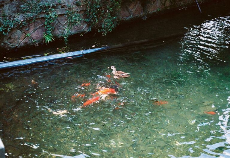 A person gently releasing small fish into a clear garden pond surrounded by aquatic plants.