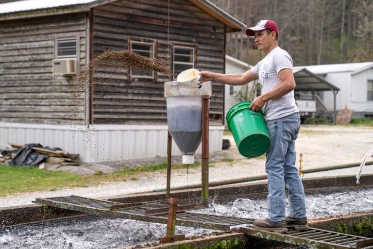 A person scatters a small amount of floating fish feed across a calm pond while watching the fish respond.