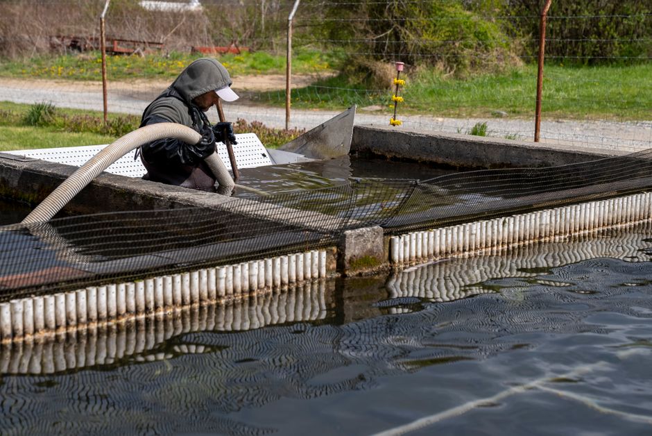 People release fish from a transport tank into a clear private pond beside a vegetated shoreline.