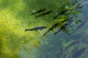 A pond owner examines green algae near a vegetated shoreline beside a small stocked pond.