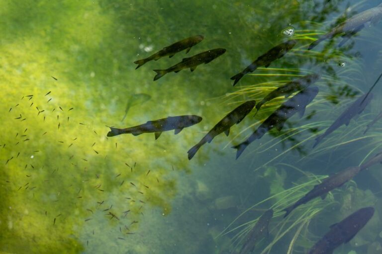A pond owner examines green algae near a vegetated shoreline beside a small stocked pond.